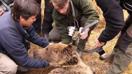 Medvědi v Tatrách dostanou obojky s GPS
