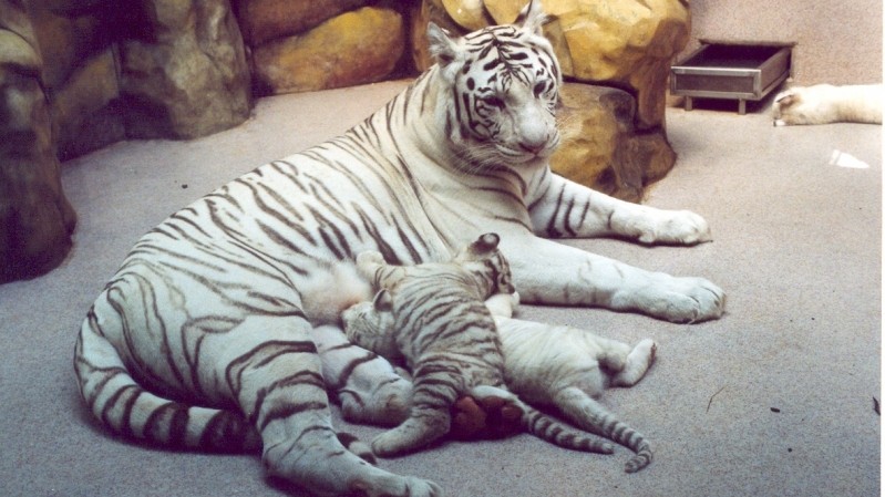 Tygr napadl 3 ošetřovatele v Liberecké zoo a hodinu se pohyboval po areálu