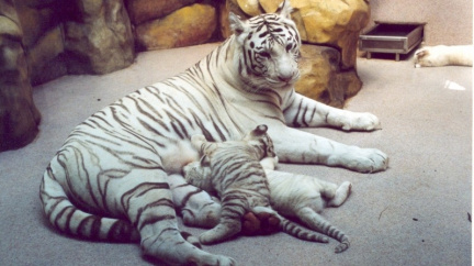 Tygr napadl 3 ošetřovatele v Liberecké zoo a hodinu se pohyboval po areálu