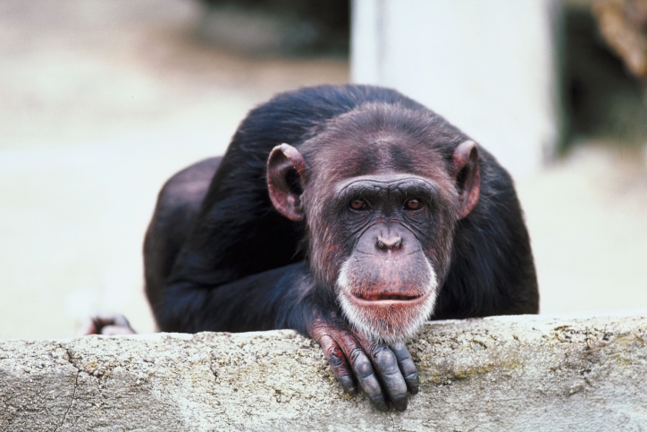„Krizi středního věku“ zažívají i šimpanzi a orangutani