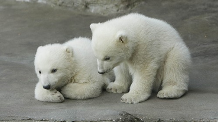 Medvědice Cora porodila dvojčata