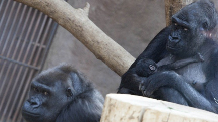 Gorilí mládě narozené před Vánocemi přitáhlo 10 000 zvědavců
