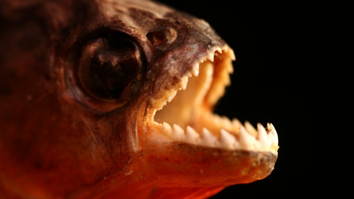 Piraně mají silnější čelisti než tyranosauři