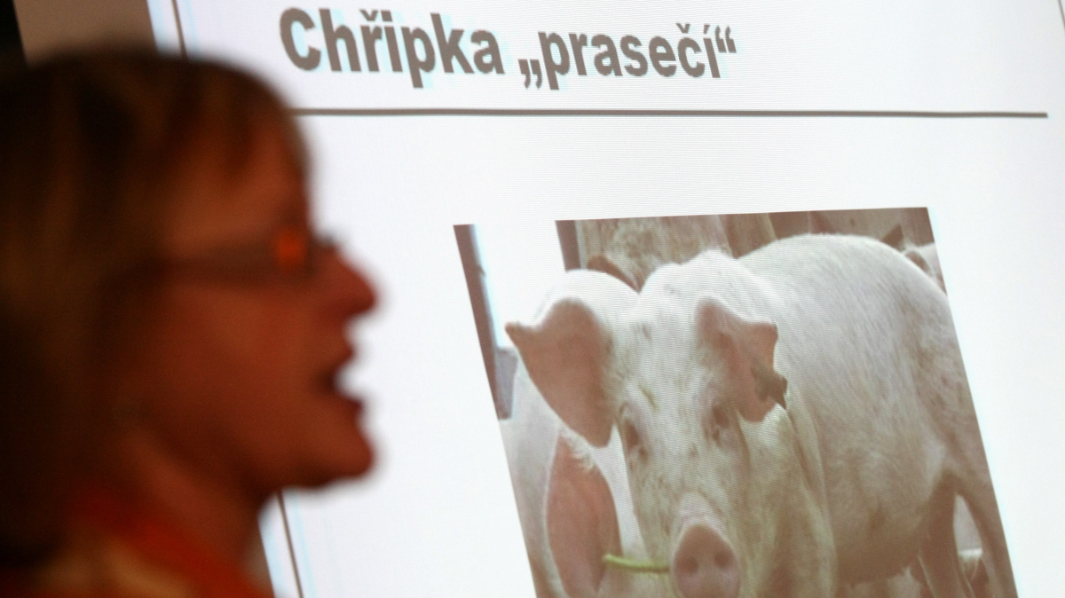 Prasečí chřipka zpět v Česku. Dva lidé jsou v extrémně kritickém stavu