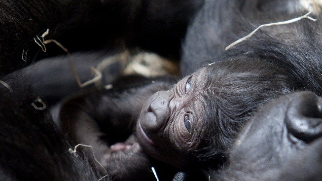 Gorilí mládě narozené před Vánocemi je sameček. Dejte mu jméno!