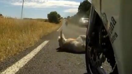 Motorkáři sestřelili bezbrannou koalu!