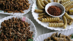 Možná už jíte červy, jen o tom ještě nevíte