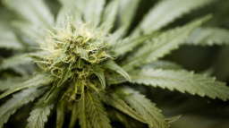 Aktualizováno: Odklepnuto. Senátoři dali zelenou marihuaně