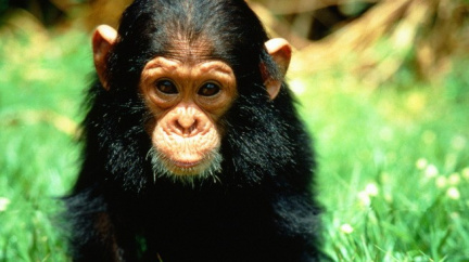 Íránská média prý zveřejnila špatné fotografie opice