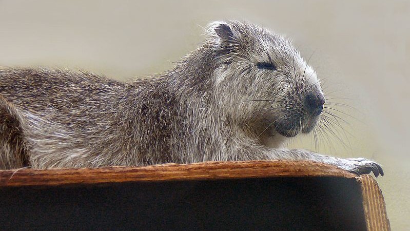 Brněnská zoo nově získala dva páry stromových nutrií z Kuby