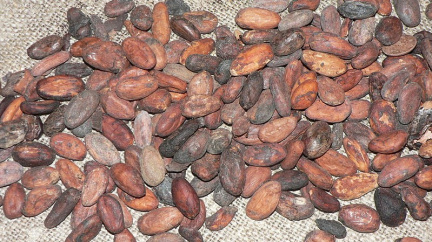 V Olomouci začal čokoládový veletrh, k vidění jsou i letité obaly