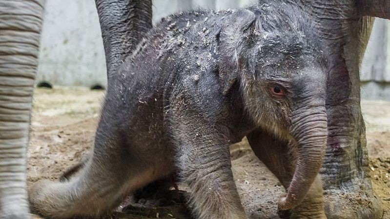 Pražské slůně už pije, běhá a prospívá
