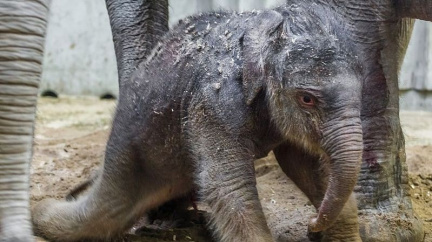 Pražské slůně už pije, běhá a prospívá