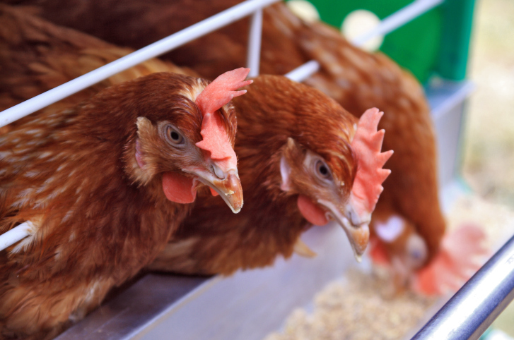 Řada českých chovatelů drůbeže je ve ztrátě, snižuje se výkupní cena kuřat