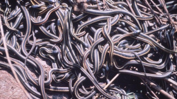 3000 hadů na člověka! Ospalá vesnice skrývající smrtící tajemství