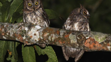 Vědci identifikovali nový druh sovy