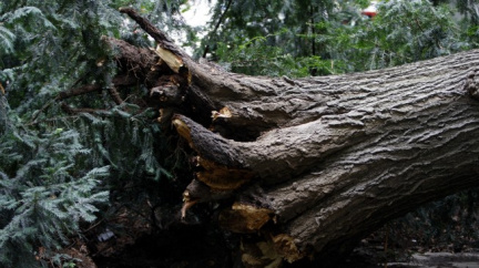 Strom padl těsně vedle ženy. Podívejte se, jak ani nemrkla!