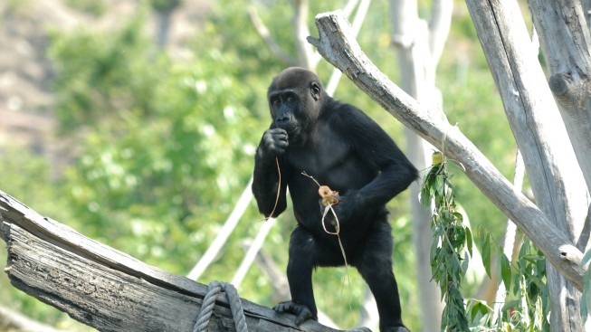 Zoo postaví nový pavilon goril, kvůli záplavám bude výš