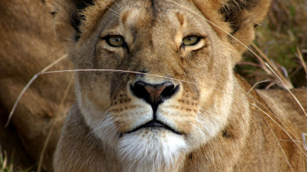 Lvice zabila mladou ošetřovatelku