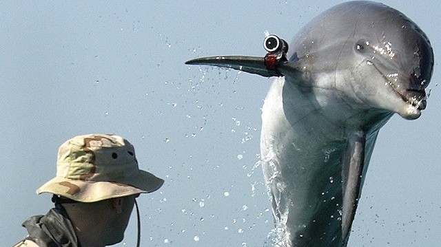 Tři delfíni dezertovali z krymské základny, jsou prý ozbrojení