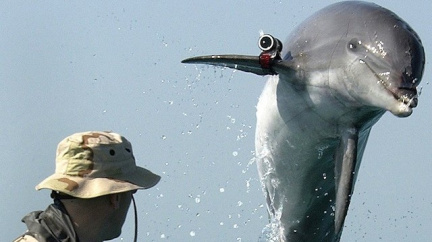 Tři delfíni dezertovali z krymské základny, jsou prý ozbrojení