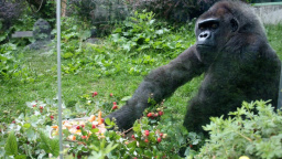 Zlín truchlí. Zemřela Judita, jedna z nejstarších goril v Evropě