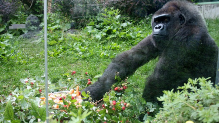 Zlín truchlí. Zemřela Judita, jedna z nejstarších goril v Evropě