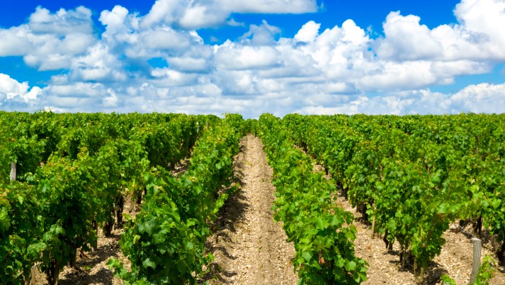 Číňané nakupují bordeauxské vinice ve velkém, zachutnalo jim místní víno