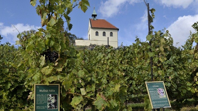Víno a silniční běh? Mikulčice na jihu Moravy oslavily příchod věrozvěstů