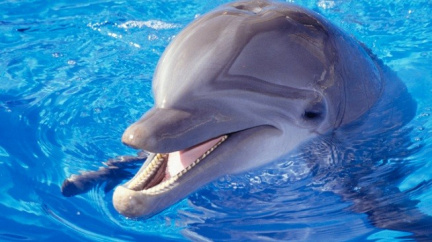 Firma, která chtěla v Praze postavit delfinarium, je v insolvenci