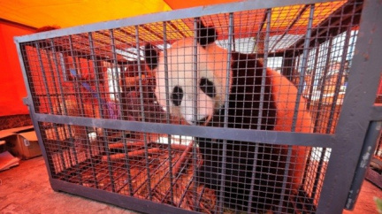 Zatopená pražská zoo otevře ve středu, zatím jen horní část