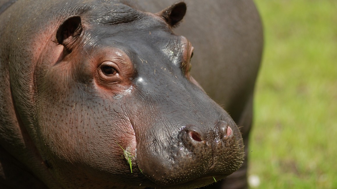 V ostravské zoo se narodilo mláďátko hrocha obojživelného