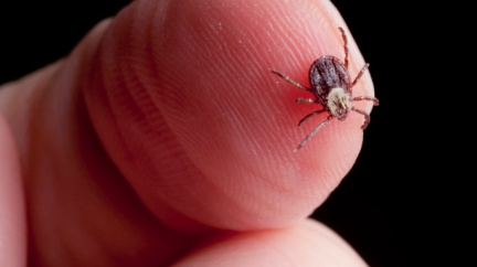 Pozor! Riziko kousnutí klíštětem je na nejvyšším stupni