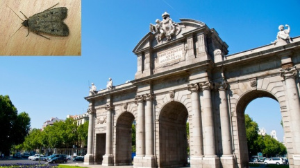 Invaze milionů můr v Madridu. Odkud se vzaly?