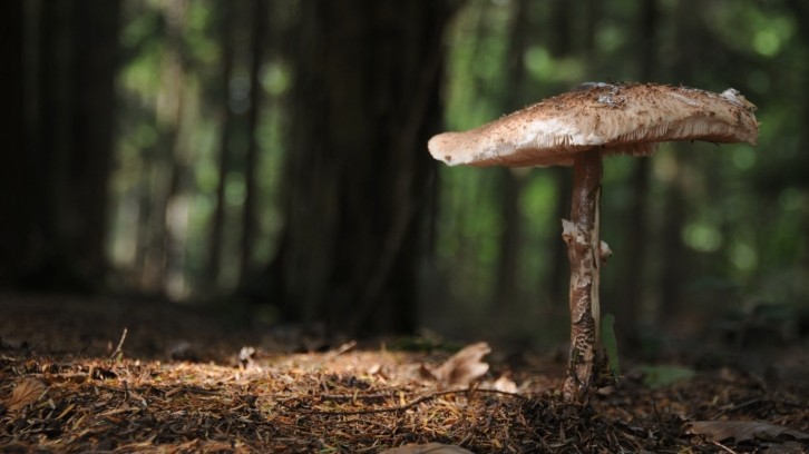 V ČR se objevují i podzimní druhy hub, úroda je ale slabá