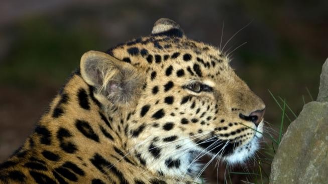 Olomoucká zoo otevřela nový výběh pro vzácné levharty mandžuské