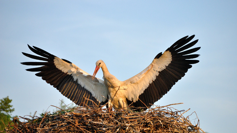 Na většině hnízd v ČR zahynula letos mláďata čápa bílého