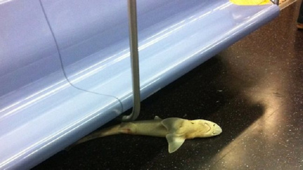 Překvapení v newyorském metru: mrtvý žralok pod sedačkou