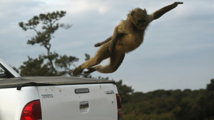 Kostarika uzavře zoo. Zvířata vypustí do přírody