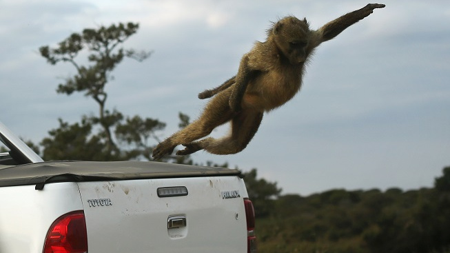 Kostarika uzavře zoo. Zvířata vypustí do přírody