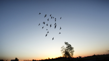 V Indii se letos opět uskuteční oblíbený závod v pozorování ptáků