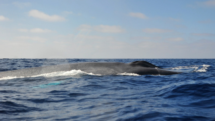 Velryby to mají na slunci jako lidé - také se mohou spálit