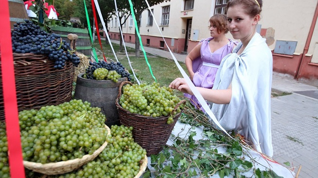 Ve Znojmě začalo vinobraní. Letos má rekordní počet scén