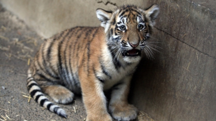 Mláďata tygrů ve zlínské zoo už mají jména - Kimberly a Dexter