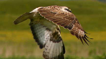 V těle některých mrtvých dravců z Litoměřicka byl jed