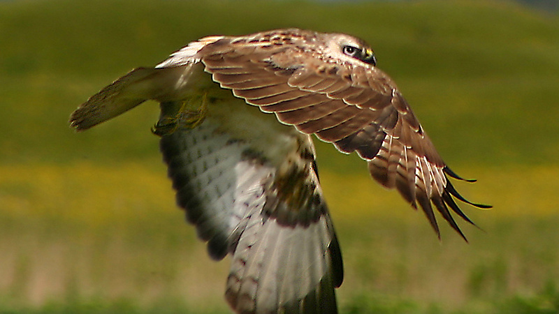 V těle některých mrtvých dravců z Litoměřicka byl jed