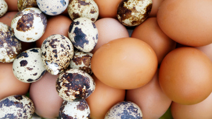 Souboj vajíček. Která z nich jsou lepší pro naše zdraví?