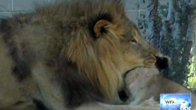 Lev zabil lvici před davem návštěvníků