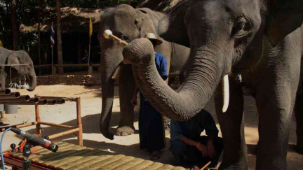 Co se stane, když dáte slonům hudební nástroje?