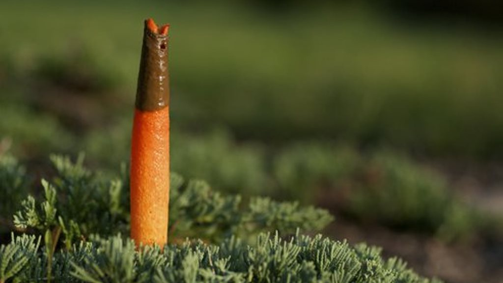 Houby jako ze science-fiction aneb jaké jsou nejpodivnější druhy hub?